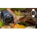 Bangle.js 1 Smart Watch